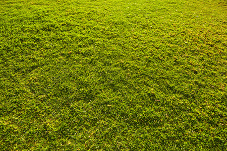 在足球场上的绿草