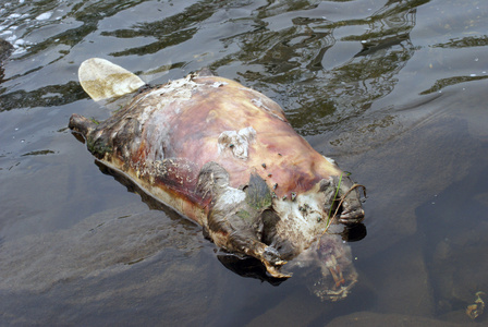 死海狸