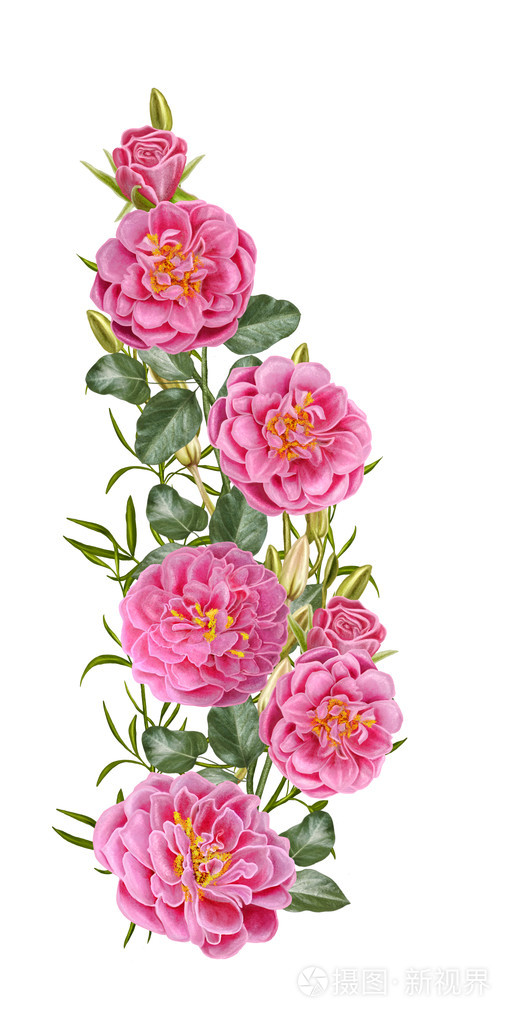 粉红色的玫瑰花的组合.白色背景上的孤立.花卉背景