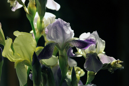 虹膜芽和花瓣特写黑色背景图片