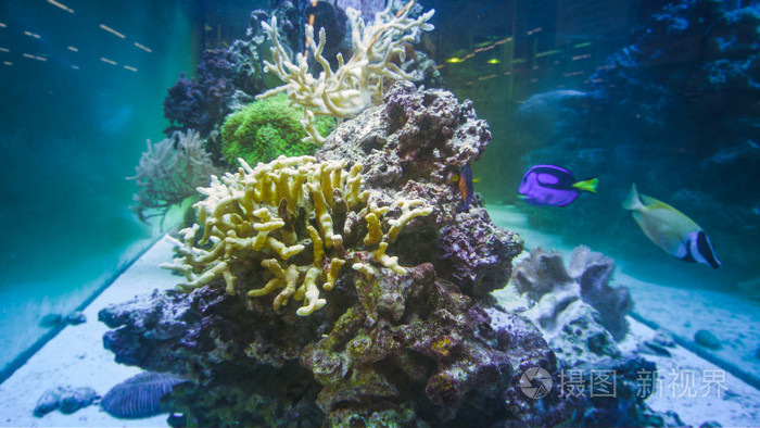 多彩的奇特鱼类游泳在珊瑚水下照片