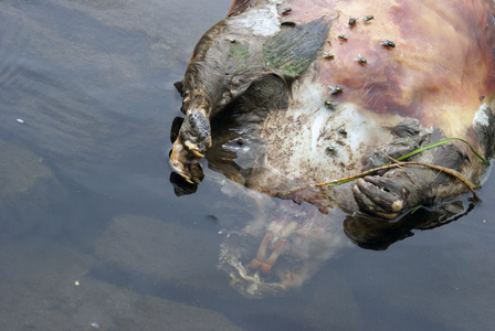 死海狸