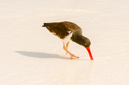 美国蛎鹬，Haematopus palliatus，寻找食物