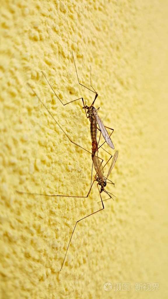 墙上的两个蚊子