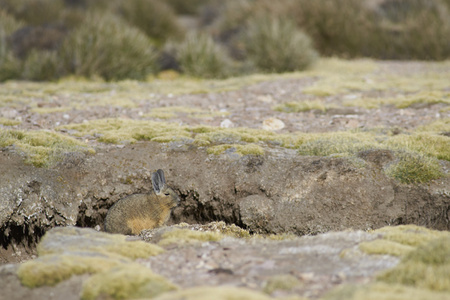 在高原上的山 Viscacha