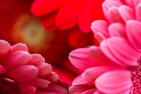 明亮的红色和粉色非洲菊鲜花背景