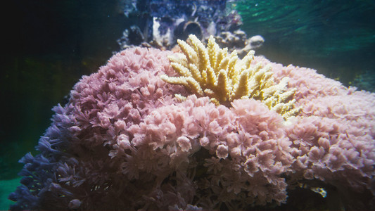 粉红珊瑚和海葵在水族馆图片