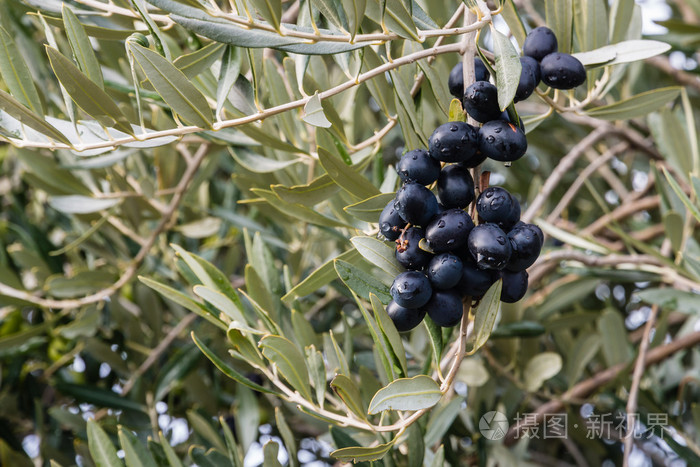 成熟黑橄榄与橄榄树上的雨滴