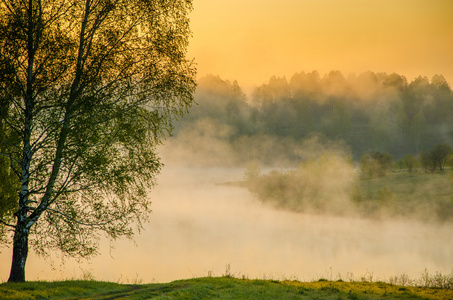 晨雾。湖边种植桦木