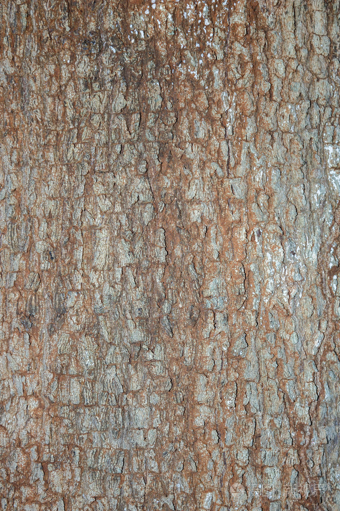 木材质地罗望子木质地