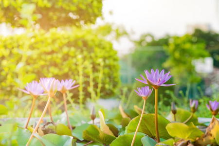 黄色的宇宙花朵与阳光