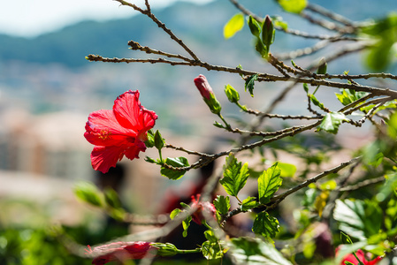 红芙蓉花，一棵树上