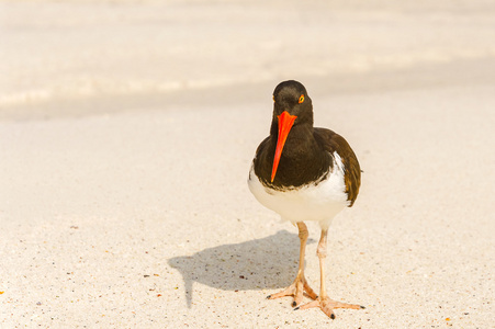 美国蛎鹬，Haematopus palliatus，寻找食物