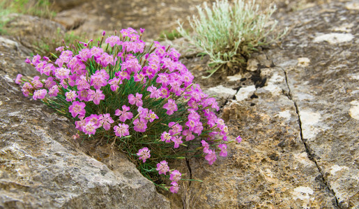 花在石头上图片