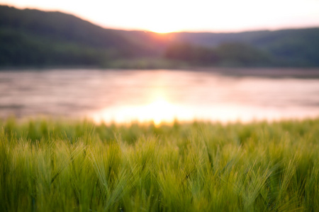 夕阳美自然背景下，绿色麦田