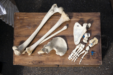 动物骨头图片