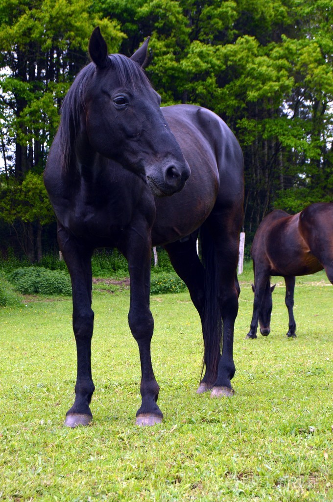 在一块小的绿色草地上黑颜色的马