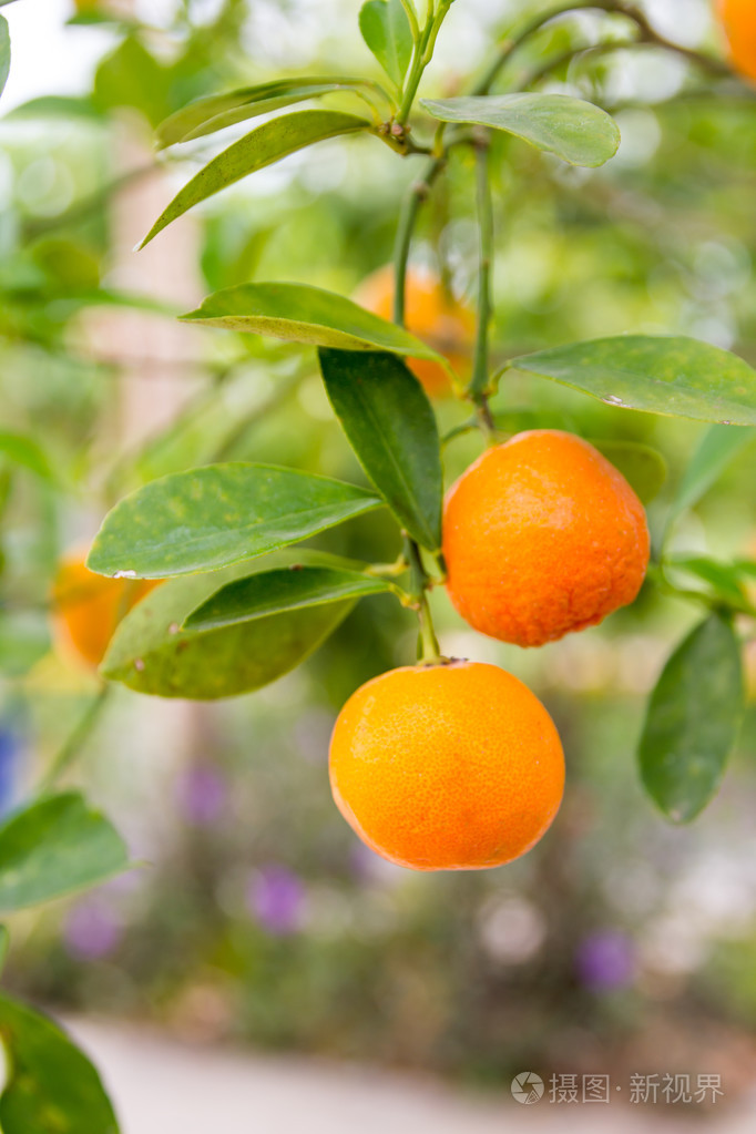 挂在一棵树上的脐橙成熟