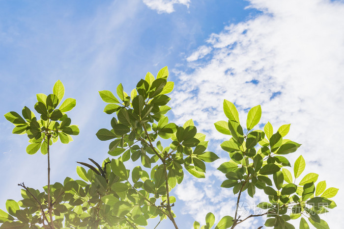 在蓝天和云彩的背景下绿色的树顶线在夏天