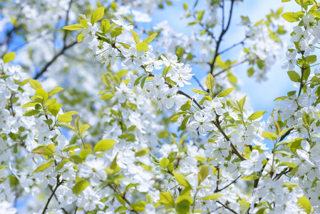 美丽的开花李子树。与盛开的鲜花，在春日的背景