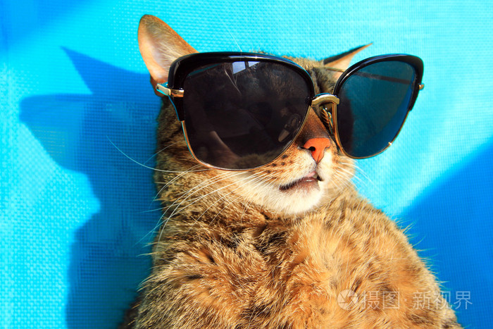 猫戴着太阳镜度假