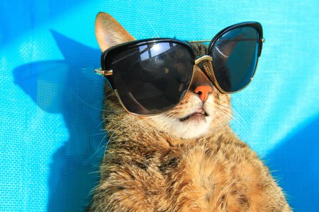 猫戴着太阳镜度假