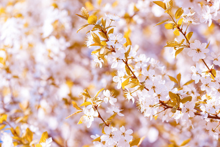 美丽的开花李子树。与盛开的鲜花，在春日的背景