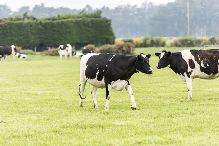 奶牛和肉牛在新西兰的牧场的奶牛一群黑牛站在新西兰的牧场上一群黑牛