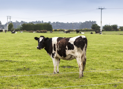 在新西兰的草地上牛