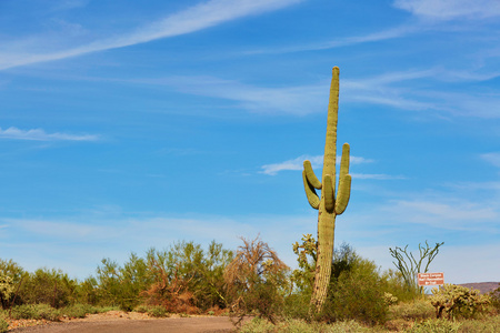美国亚利桑那州巨型仙人掌