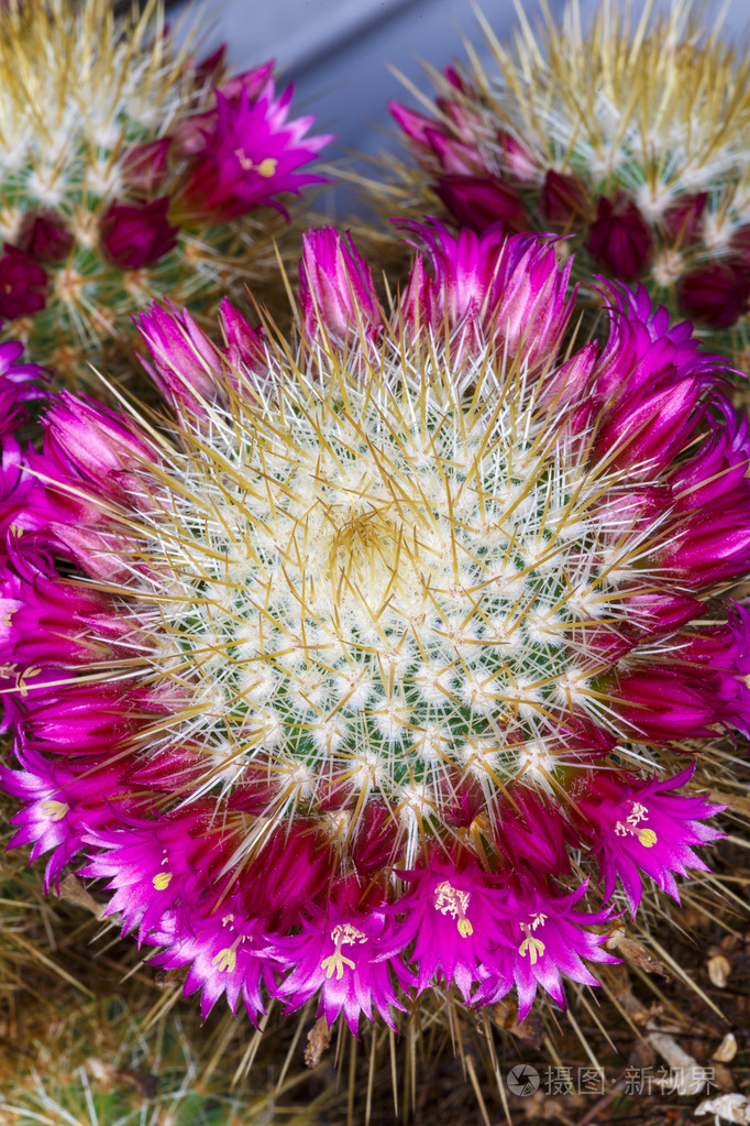 关闭了美丽的颜色花仙人掌