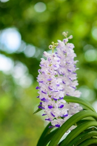 白色兰花圆锥花