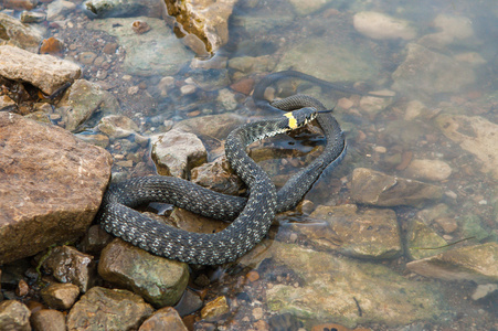 蛇在水中