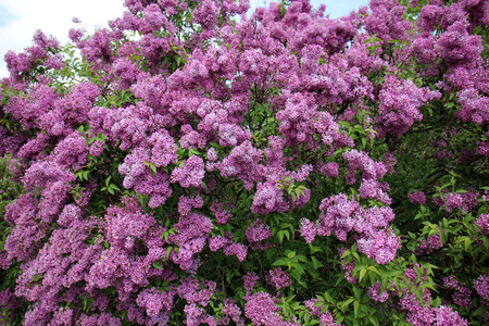 性质和鲜花特写