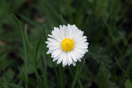 白色黄色雏菊