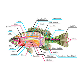 鱼的器官结构图图片