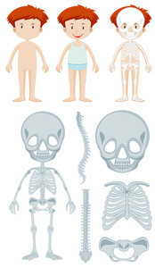 skeltal小男孩的解剖照片