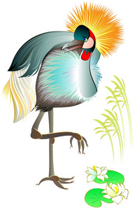 美丽的丹顶鹤的插图图片