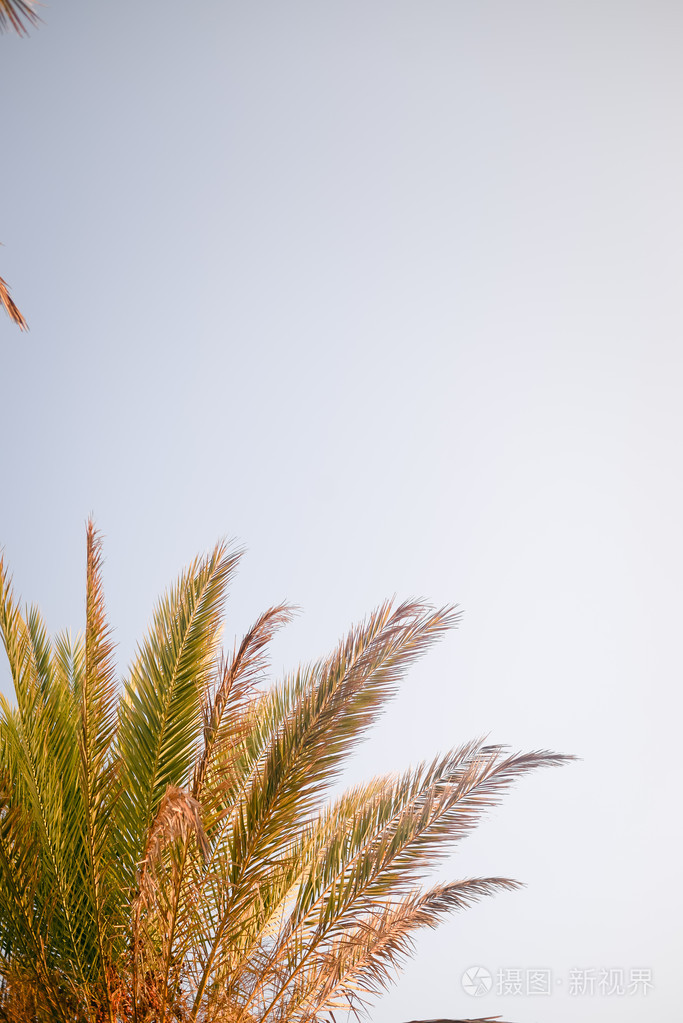 异国情调的棕榈树在柔和的阳光下夏日阳光明媚的蓝天背景