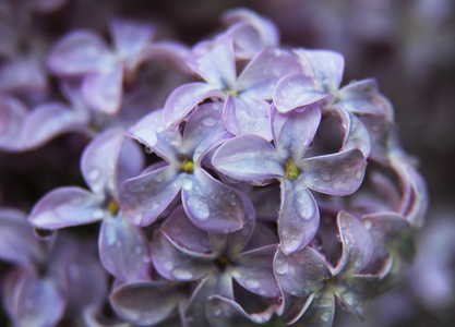 丁香紫春花与水滴的特写