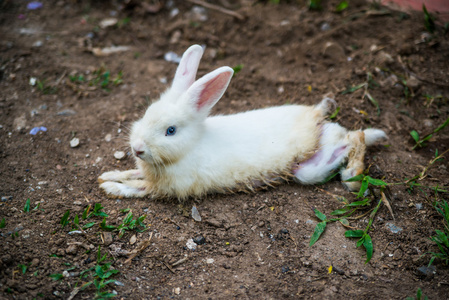 那只小白兔在自然
