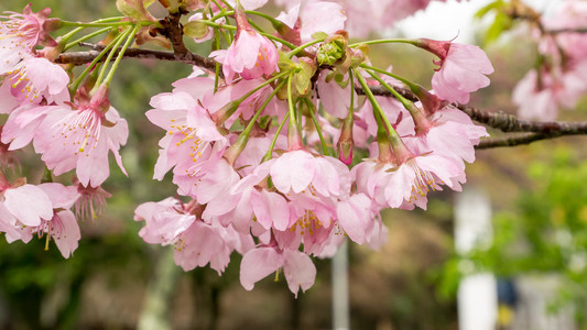 粉红色的樱花花枝樱花。