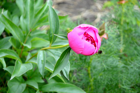 芽粉红色牡丹