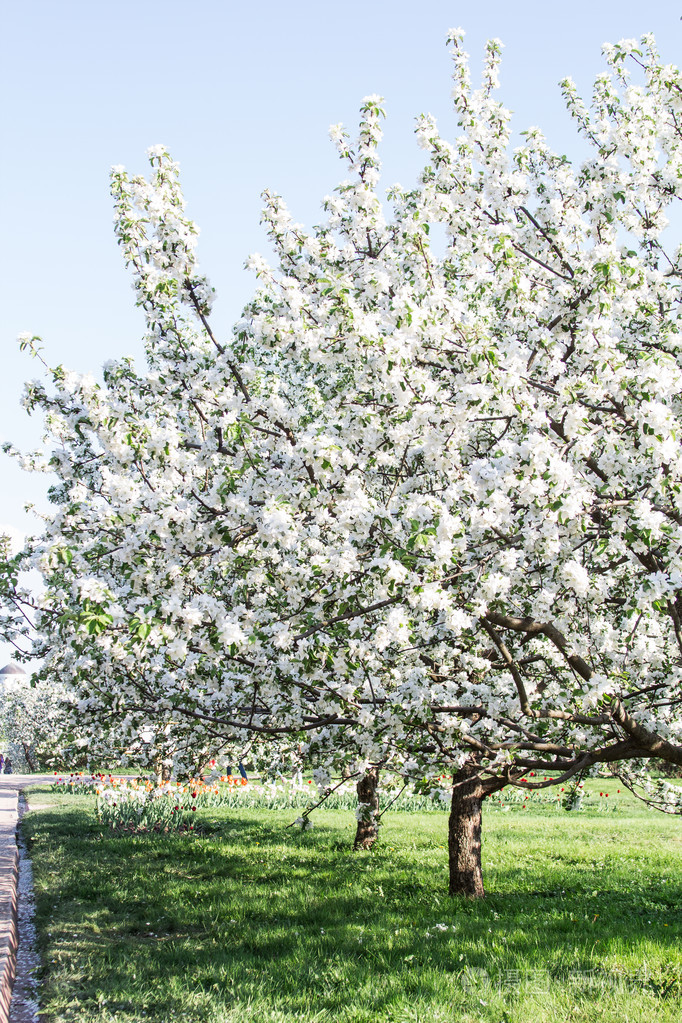 比尔尤莱沃莫斯科的苹果树开花