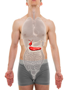 胆囊胰腺男性内部器官解剖3d 说明
