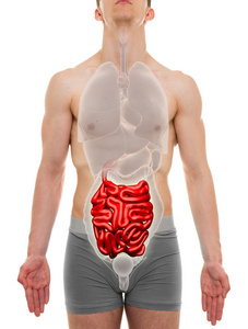 小肠男性内部器官解剖3d 图