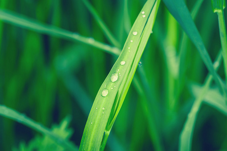 绿色的叶子上的雨滴