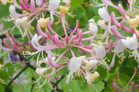 特写镜头到蜜花