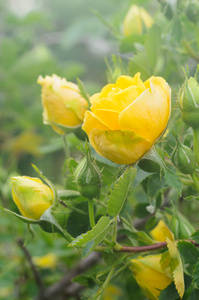 在花园里的黄玫瑰