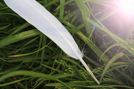 写一封信的白羽毛照片